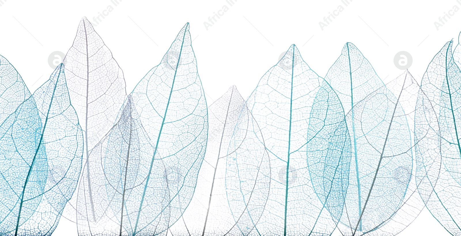 Beautiful skeletonized leaves isolated on white, top view Photo of Beautiful skeletonized leaves isolated on white, top view