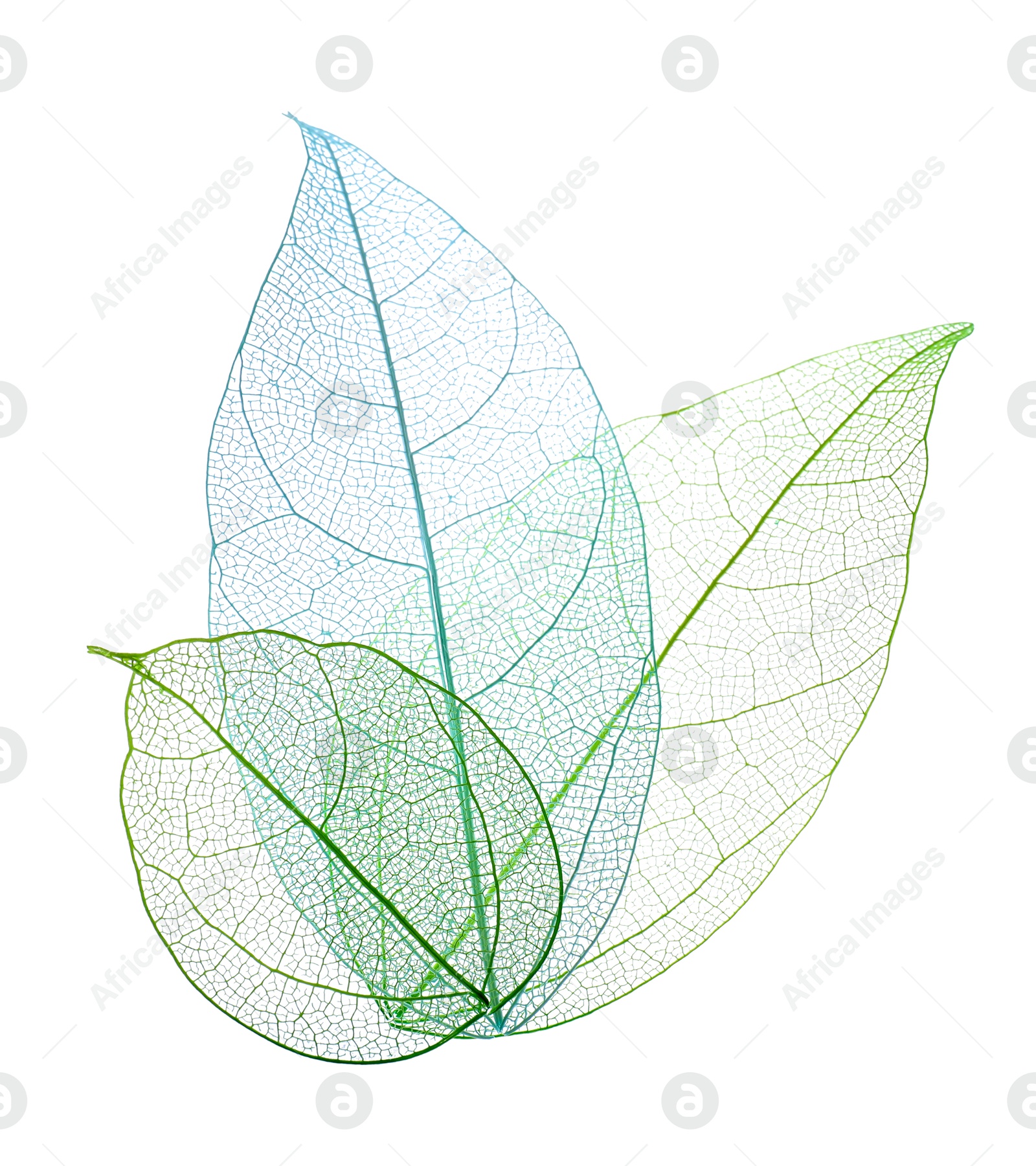 Beautiful skeletonized leaves isolated on white, top view Photo of Beautiful skeletonized leaves isolated on white, top view