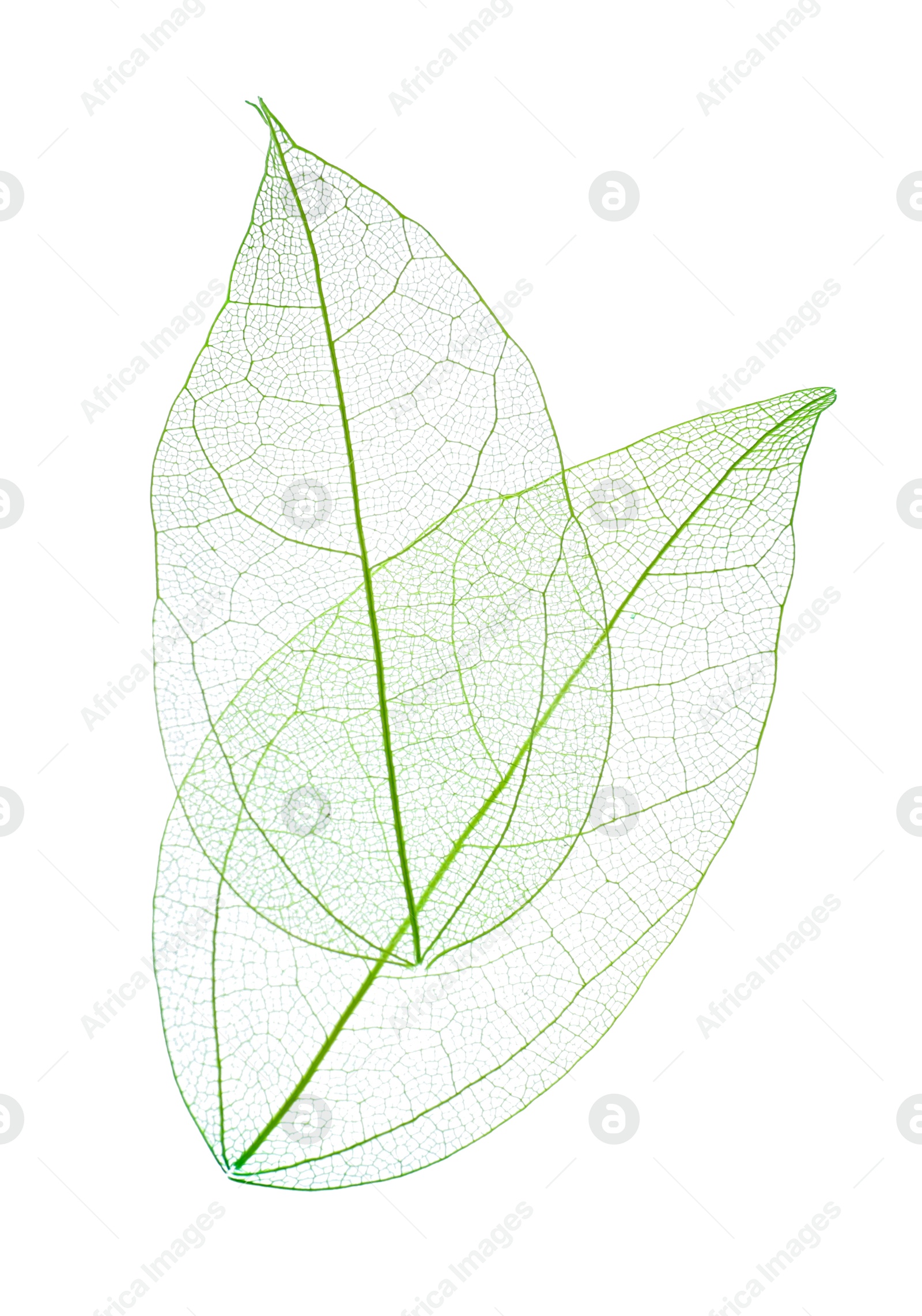 Beautiful skeletonized leaves isolated on white, top view Photo of Beautiful skeletonized leaves isolated on white, top view