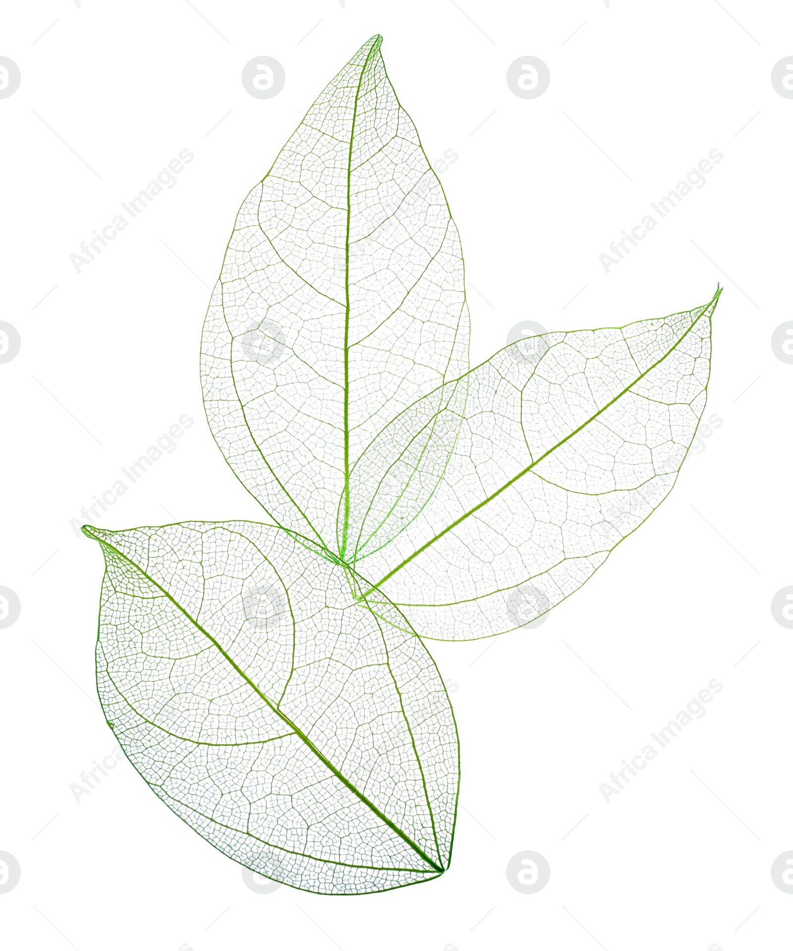 Beautiful skeletonized leaves isolated on white, top view Photo of Beautiful skeletonized leaves isolated on white, top view