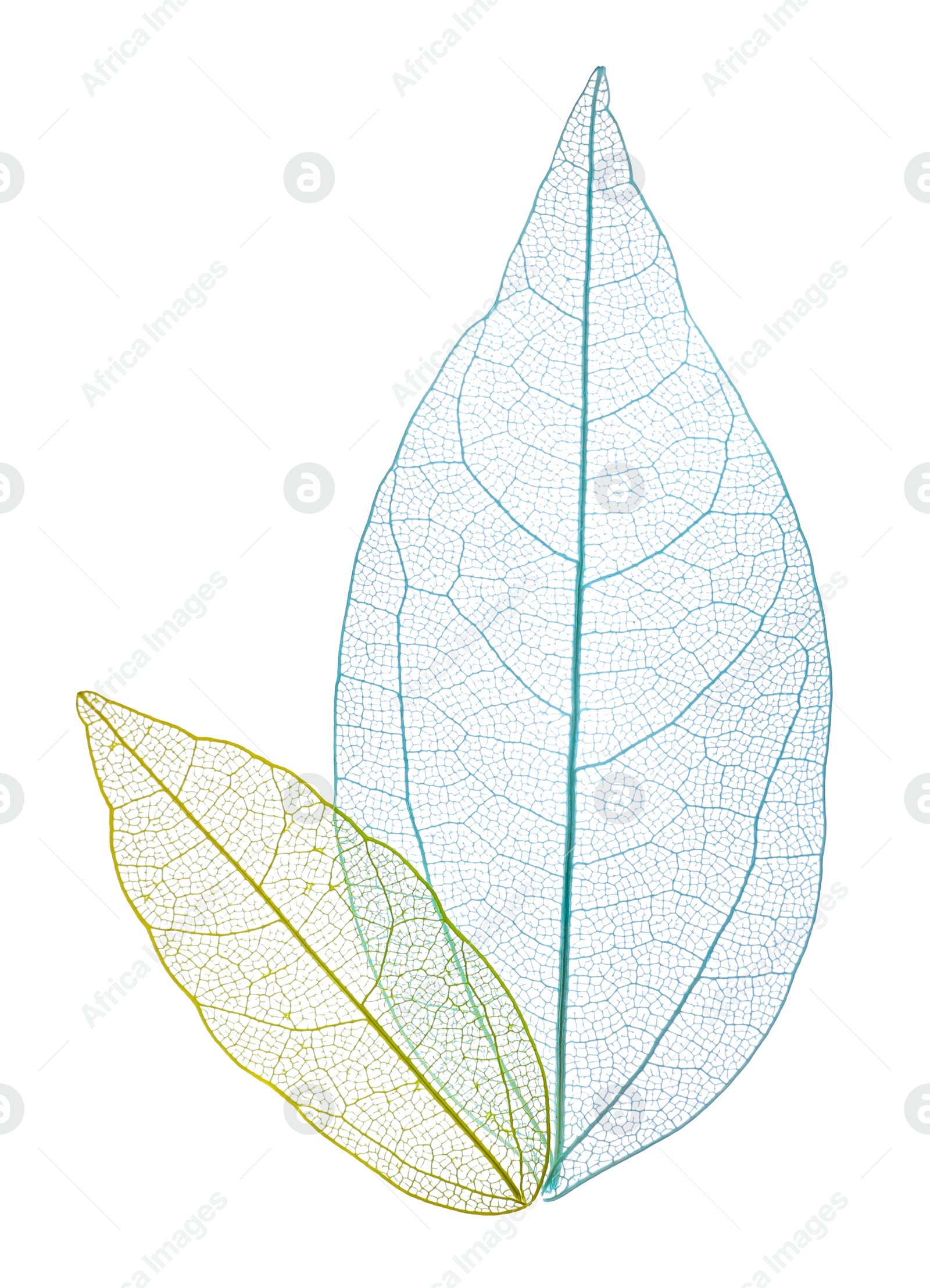 Beautiful skeletonized leaves isolated on white, top view Photo of Beautiful skeletonized leaves isolated on white, top view