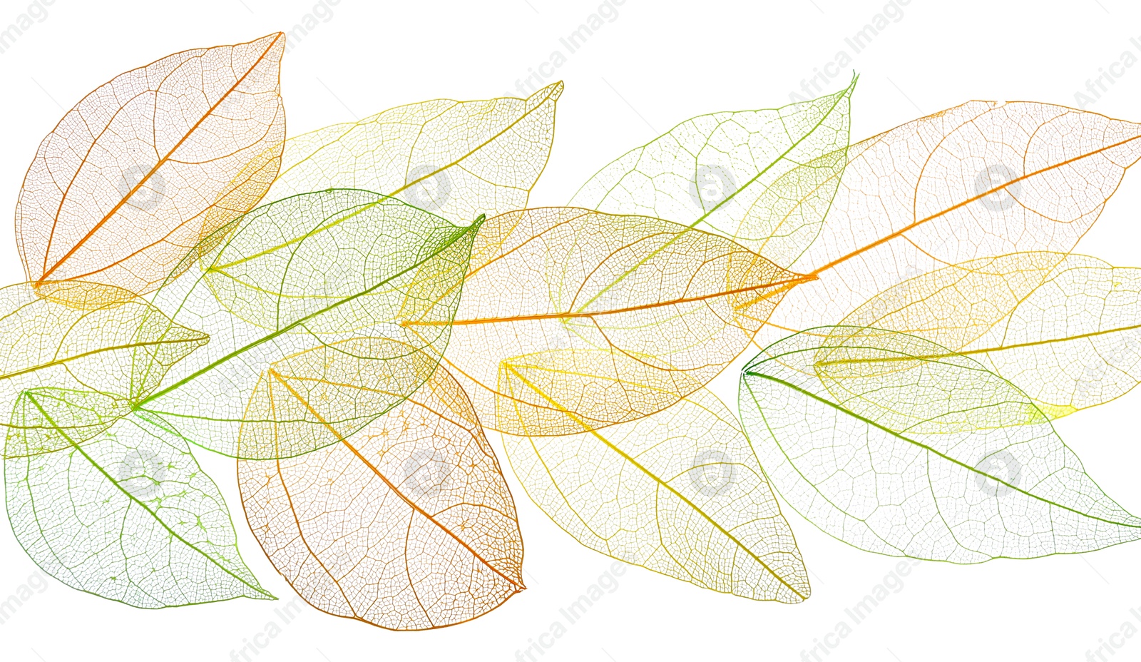 Beautiful skeletonized leaves isolated on white, top view Photo of Beautiful skeletonized leaves isolated on white, top view