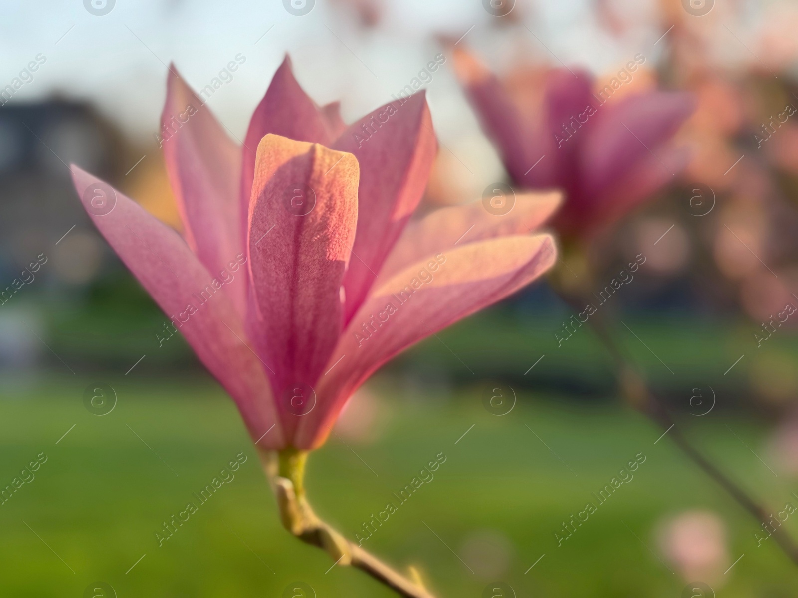 Beautiful pink magnolia flower blooming outdoor, closeup Photo of Beautiful pink magnolia flower blooming outdoor, closeup