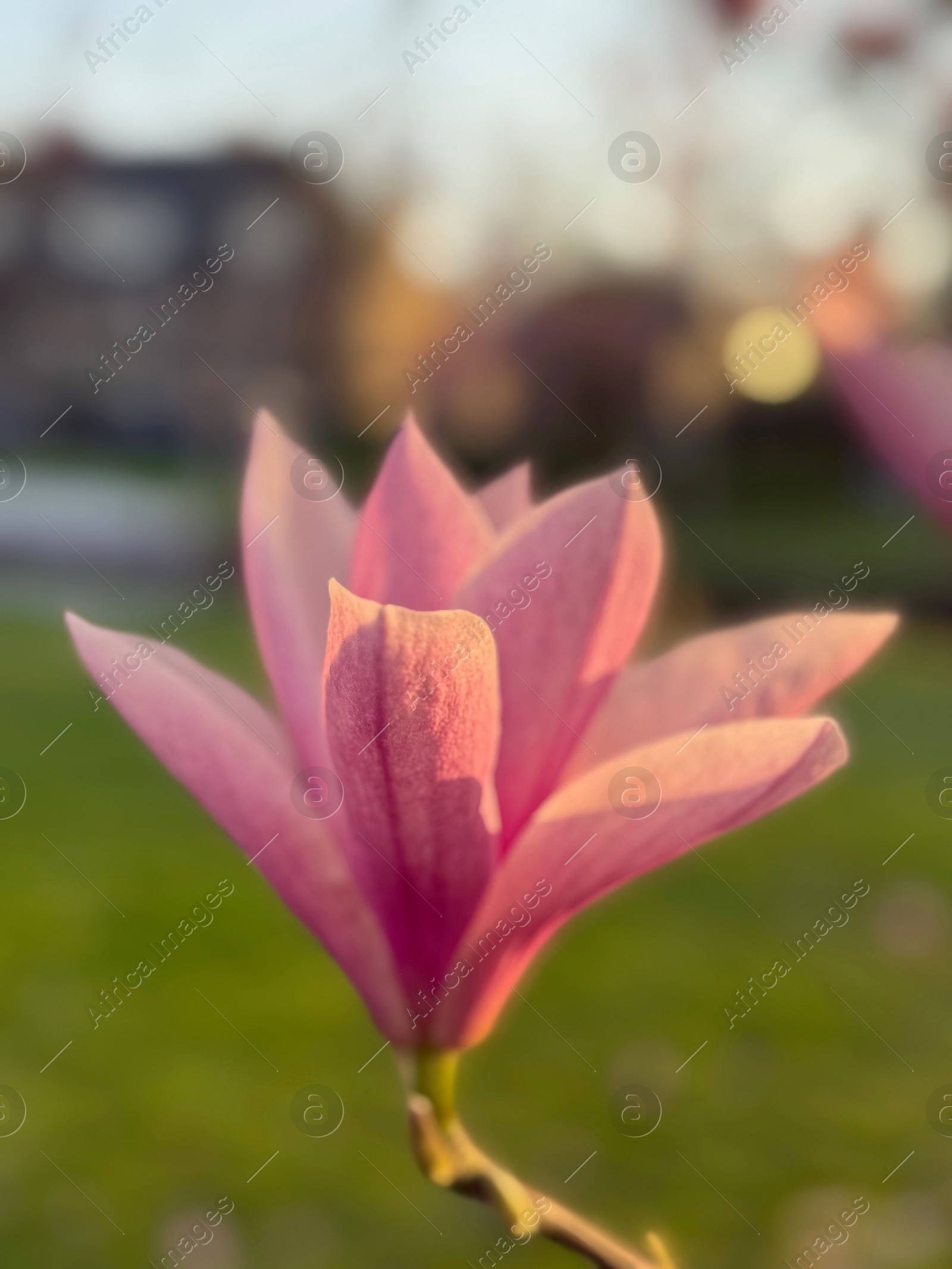 Beautiful pink magnolia flower blooming outdoor, closeup Photo of Beautiful pink magnolia flower blooming outdoor, closeup