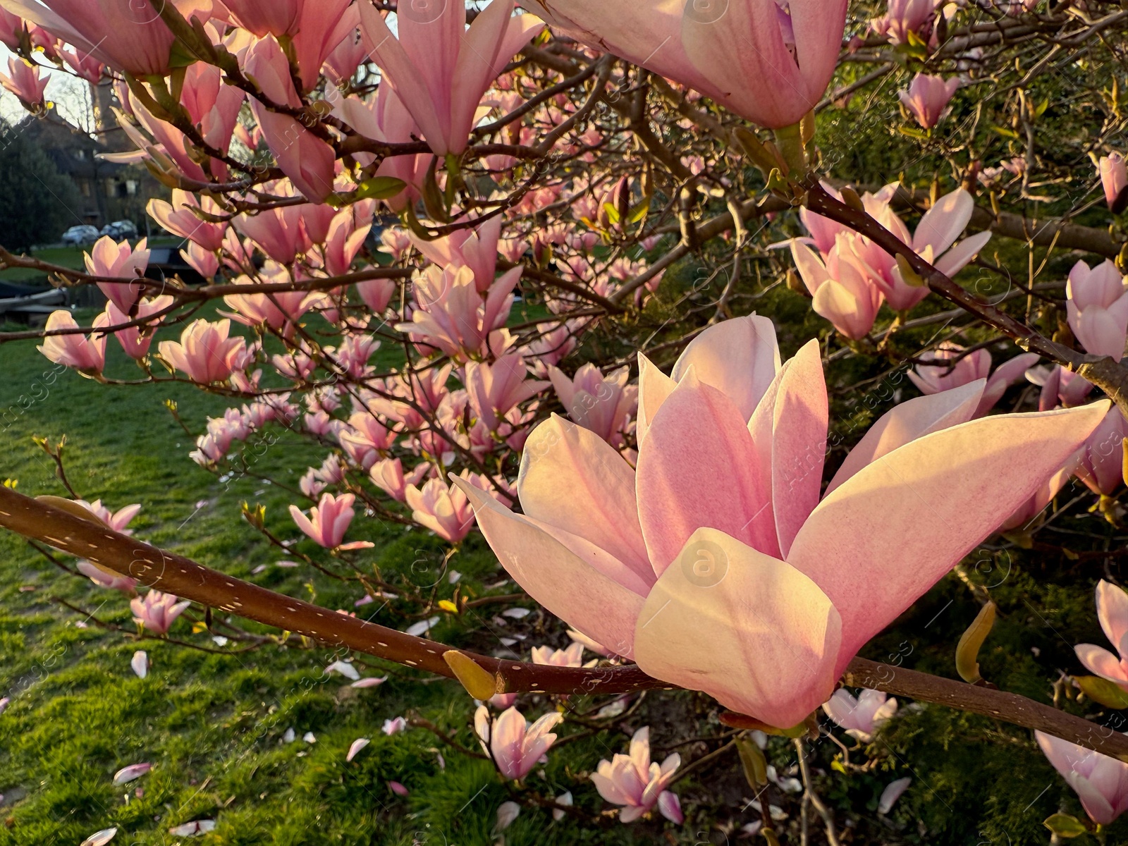 Magnolia tree with beautiful pink flowers outdoors, closeup Photo of Magnolia tree with beautiful pink flowers outdoors, closeup