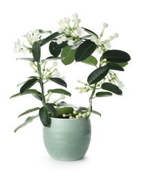 Photo of Beautiful jasmine plant in pot isolated on white