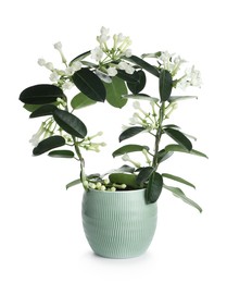 Photo of Beautiful jasmine plant in pot isolated on white