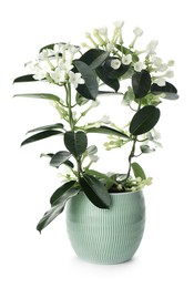 Photo of Beautiful jasmine plant in pot isolated on white