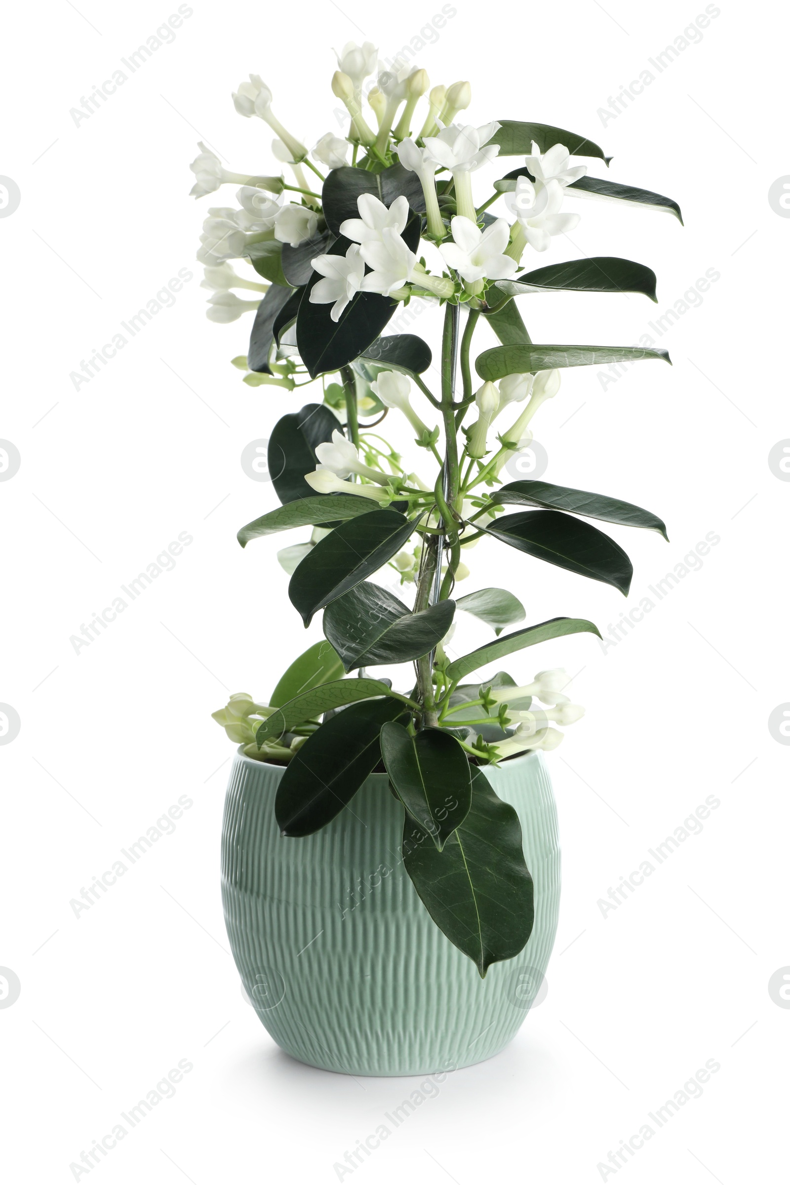 Beautiful jasmine plant in pot isolated on white Photo of Beautiful jasmine plant in pot isolated on white