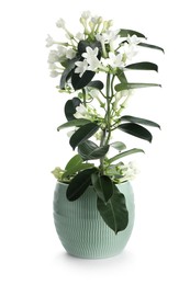 Photo of Beautiful jasmine plant in pot isolated on white