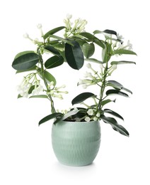 Photo of Beautiful jasmine plant in pot isolated on white