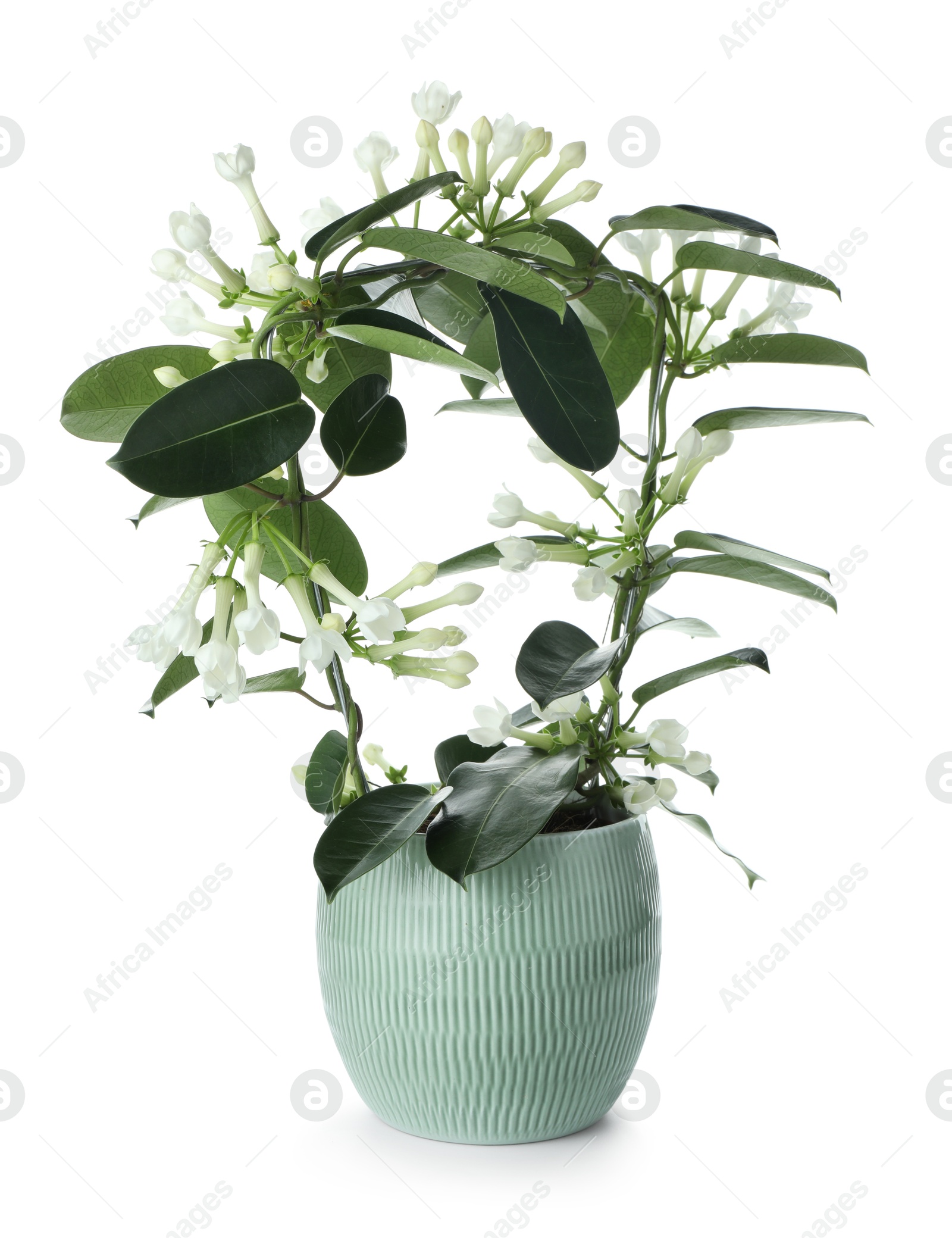 Beautiful jasmine plant in pot isolated on white Photo of Beautiful jasmine plant in pot isolated on white