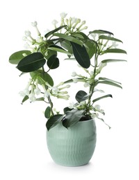 Photo of Beautiful jasmine plant in pot isolated on white