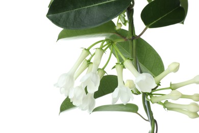 Photo of Beautiful jasmine plant with buds isolated on white
