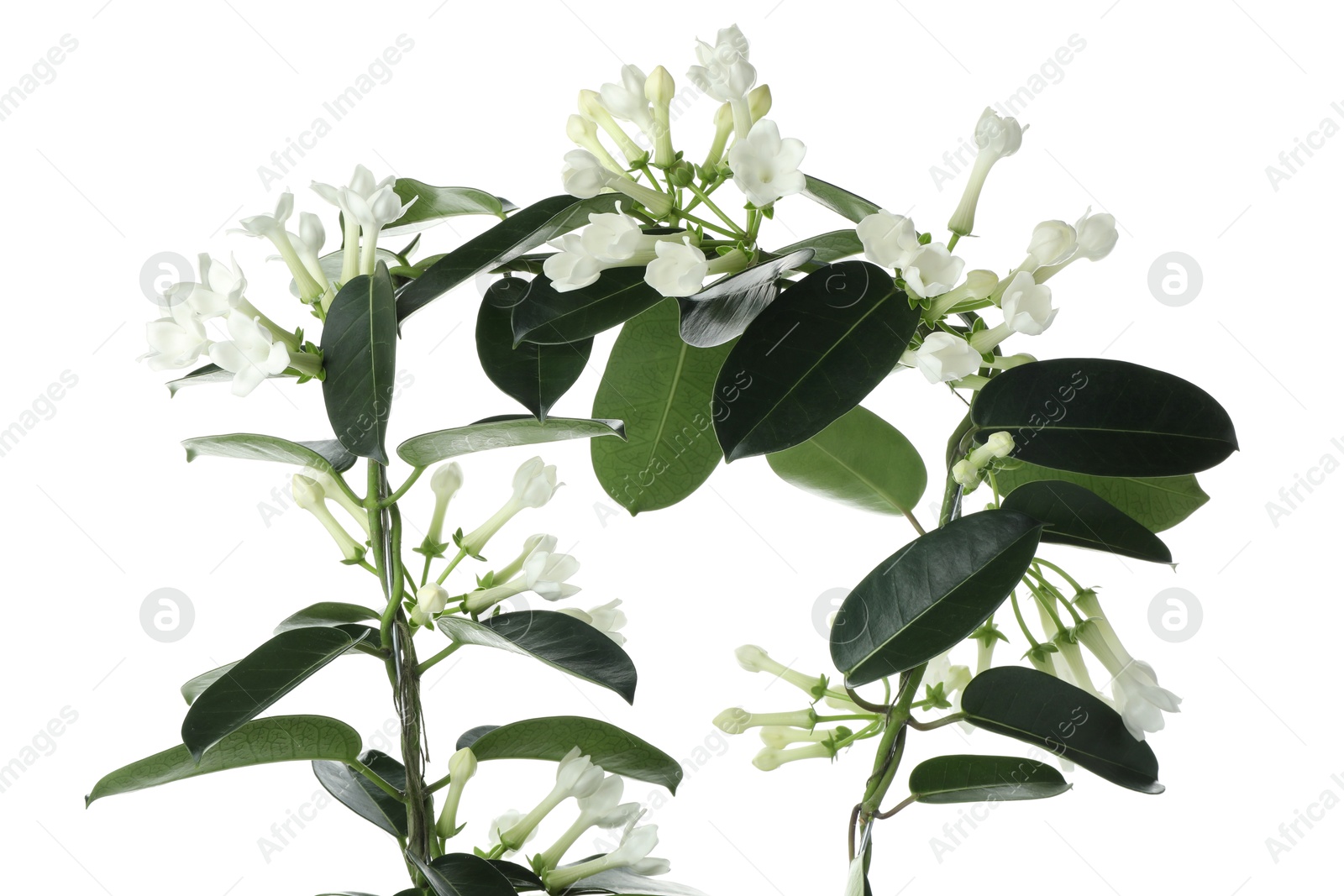 Beautiful jasmine plant with buds isolated on white Photo of Beautiful jasmine plant with buds isolated on white