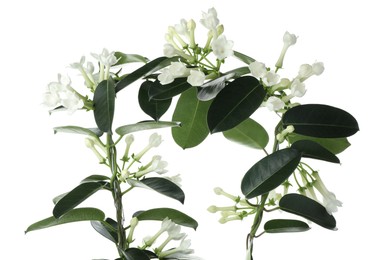 Photo of Beautiful jasmine plant with buds isolated on white