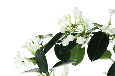 Photo of Beautiful jasmine plant with buds isolated on white