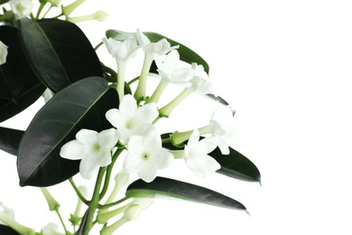 Photo of Beautiful jasmine plant with buds isolated on white