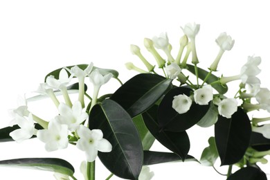Photo of Beautiful jasmine plant with buds isolated on white