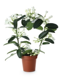 Photo of Beautiful jasmine plant in pot isolated on white
