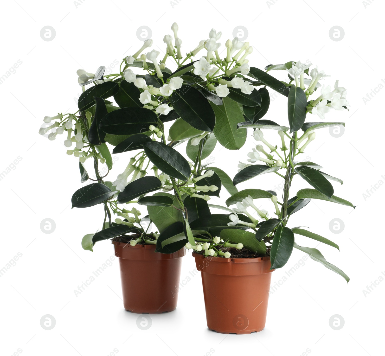 Beautiful jasmine plants in pots isolated on white Photo of Beautiful jasmine plants in pots isolated on white