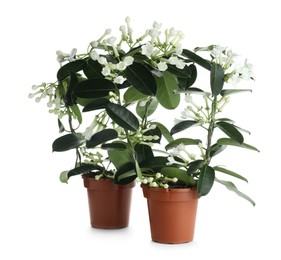 Photo of Beautiful jasmine plants in pots isolated on white