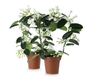 Photo of Beautiful jasmine plants in pots isolated on white