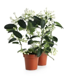 Photo of Beautiful jasmine plants in pots isolated on white