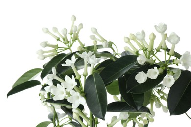Photo of Beautiful jasmine plant with buds isolated on white