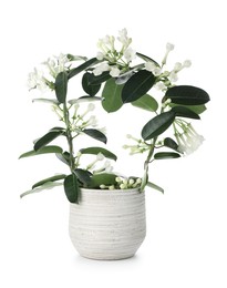 Photo of Beautiful jasmine plant in pot isolated on white