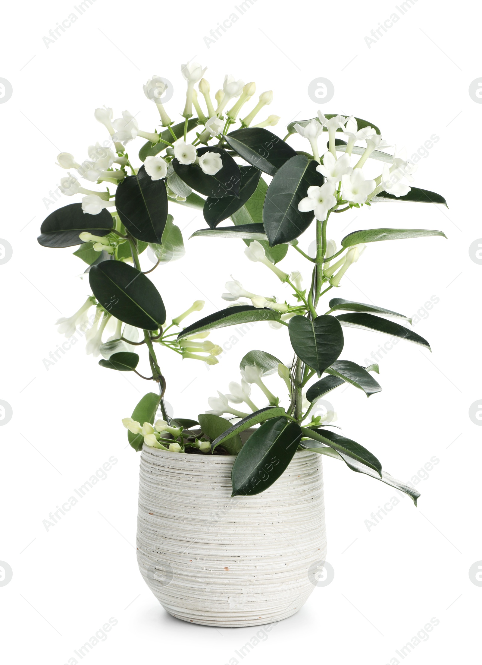 Beautiful jasmine plant in pot isolated on white Photo of Beautiful jasmine plant in pot isolated on white