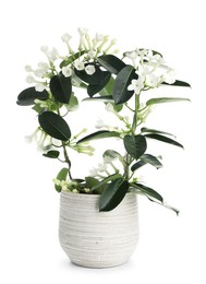 Photo of Beautiful jasmine plant in pot isolated on white