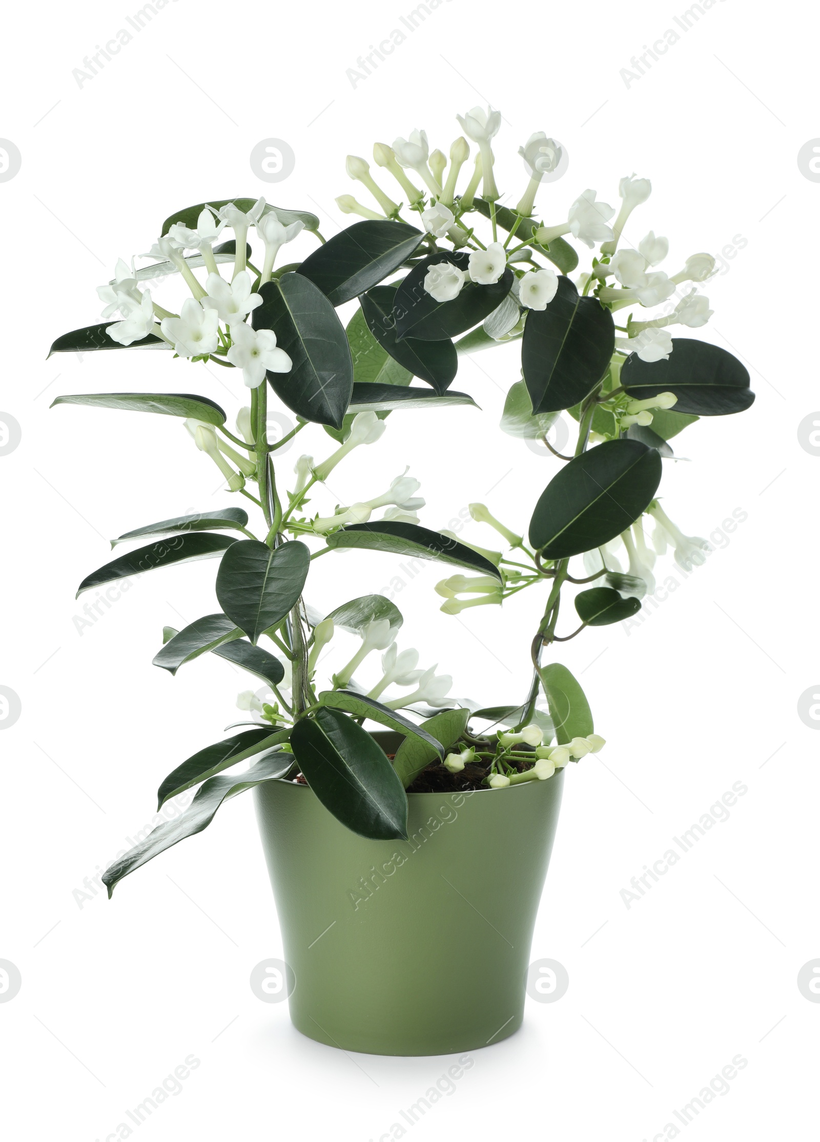 Beautiful jasmine plant in pot isolated on white Photo of Beautiful jasmine plant in pot isolated on white