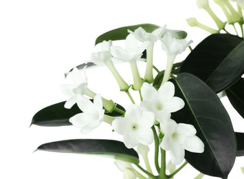 Photo of Beautiful jasmine plant with buds isolated on white
