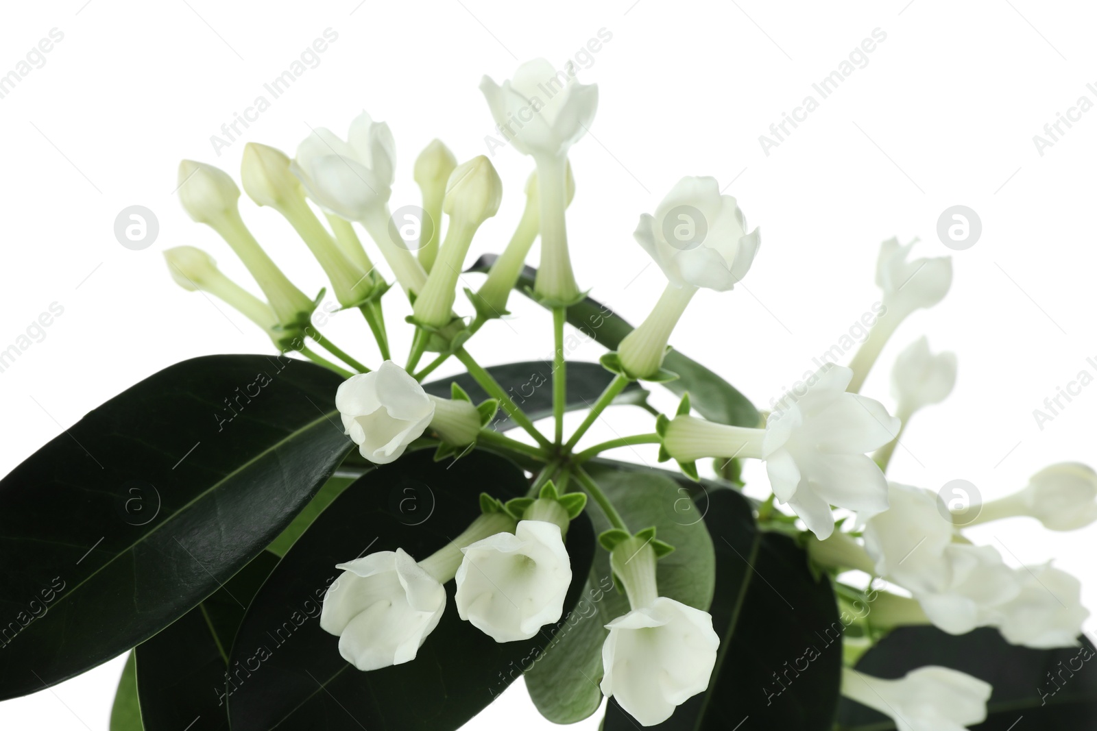 Beautiful jasmine plant with buds isolated on white Photo of Beautiful jasmine plant with buds isolated on white