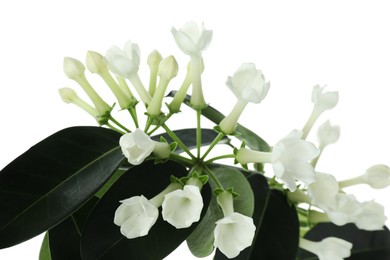 Photo of Beautiful jasmine plant with buds isolated on white