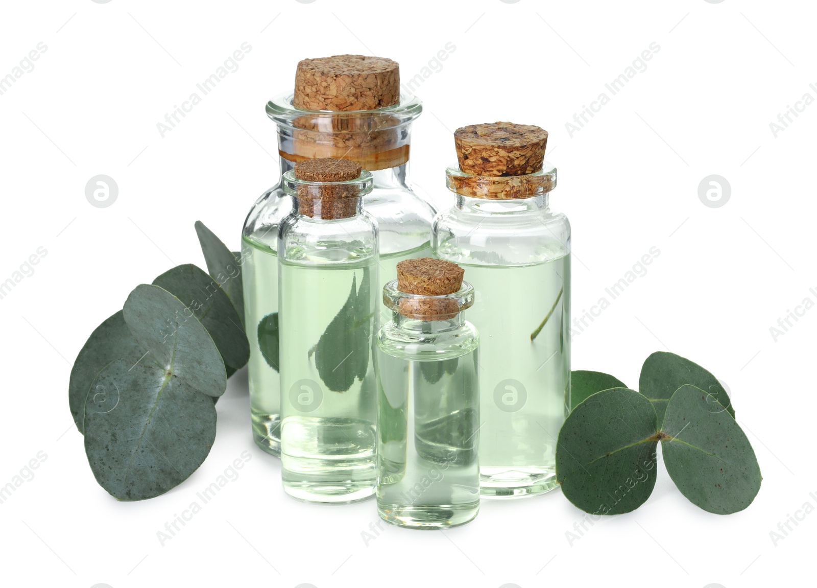 Bottles of essential oil and eucalyptus leaves isolated on white Photo of Bottles of essential oil and eucalyptus leaves isolated on white