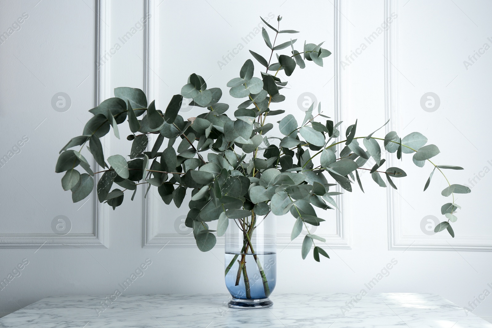 Green eucalyptus branches in vase on marble table near white wall indoors Photo of Green eucalyptus branches in vase on marble table near white wall indoors