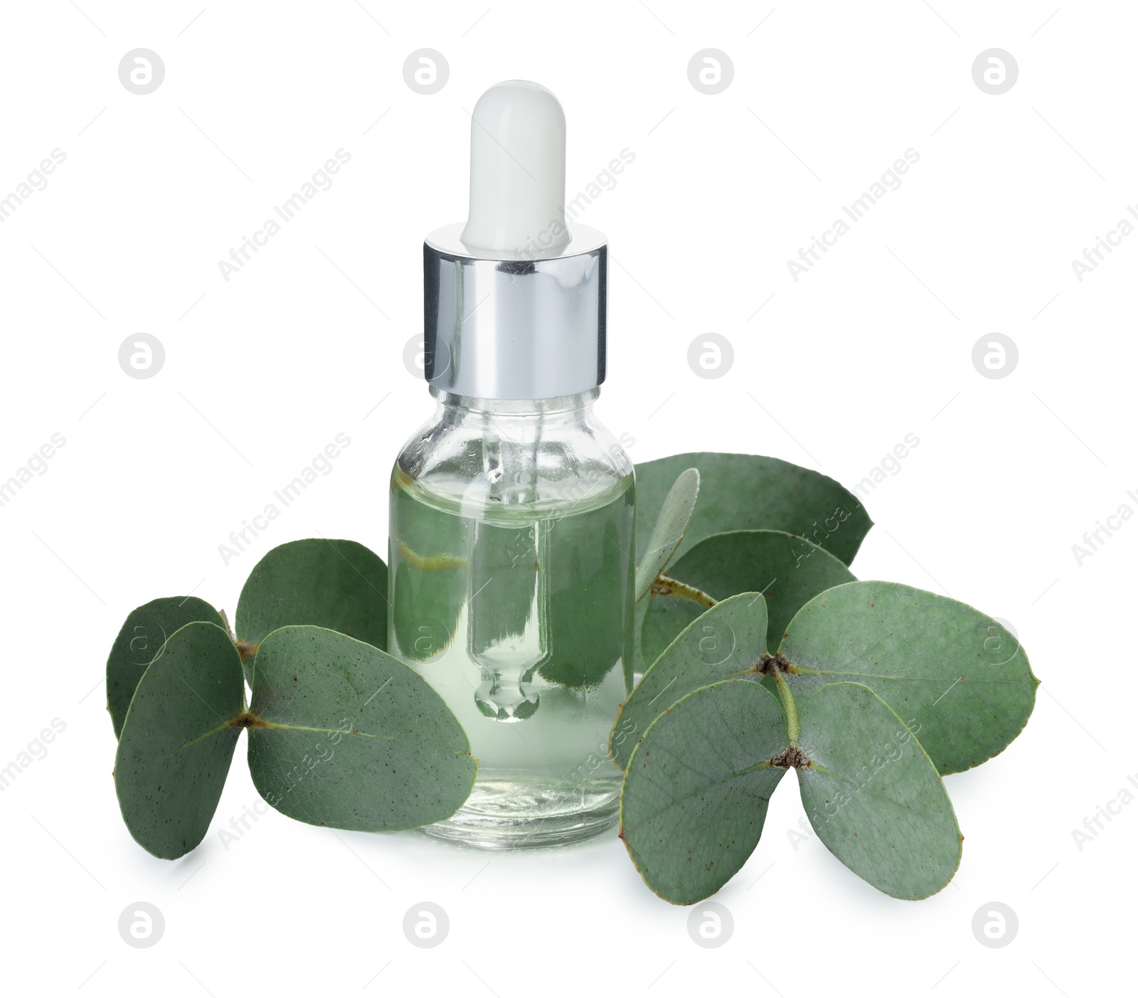 Bottle of essential oil and eucalyptus leaves isolated on white Photo of Bottle of essential oil and eucalyptus leaves isolated on white