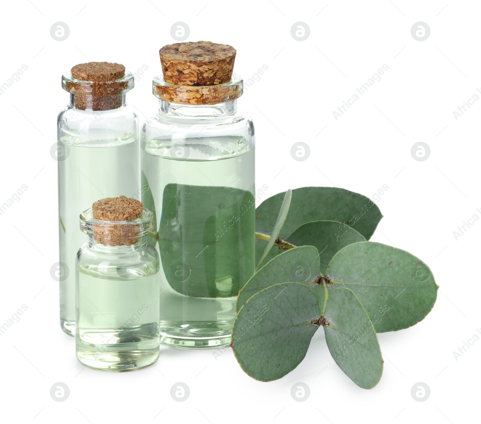 Bottles of essential oil and eucalyptus leaves isolated on white Photo of Bottles of essential oil and eucalyptus leaves isolated on white