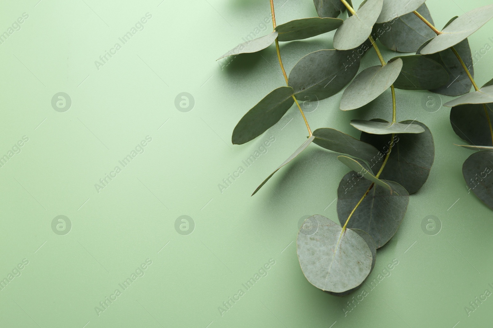 Beautiful eucalyptus branches on light green background, top view. Space for text Photo of Beautiful eucalyptus branches on light green background, top view. Space for text