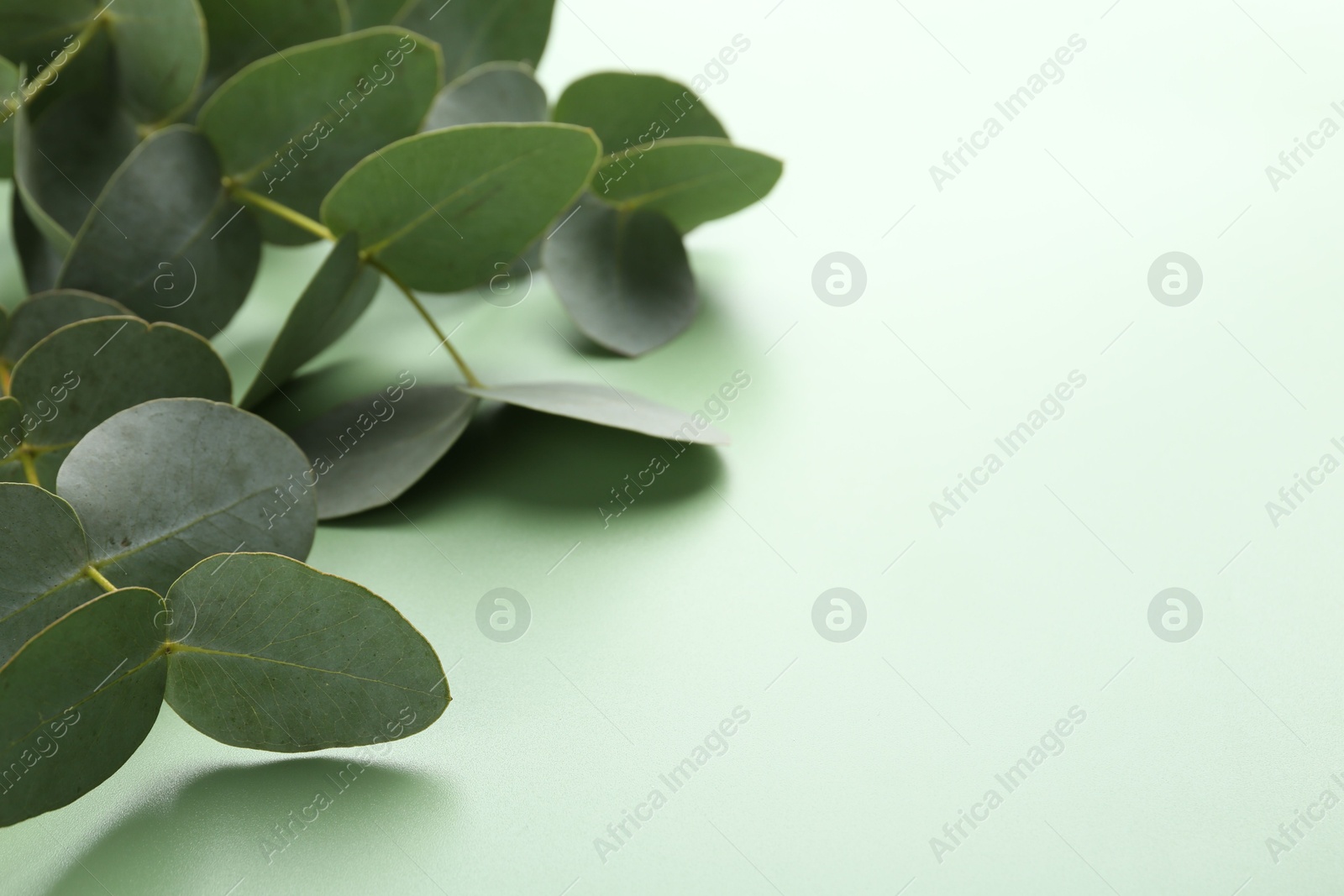 Beautiful eucalyptus branches on light green background, closeup. Space for text Photo of Beautiful eucalyptus branches on light green background, closeup. Space for text