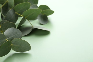 Photo of Beautiful eucalyptus branches on light green background, closeup. Space for text