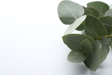 Photo of Beautiful eucalyptus branch on white background, closeup. Space for text