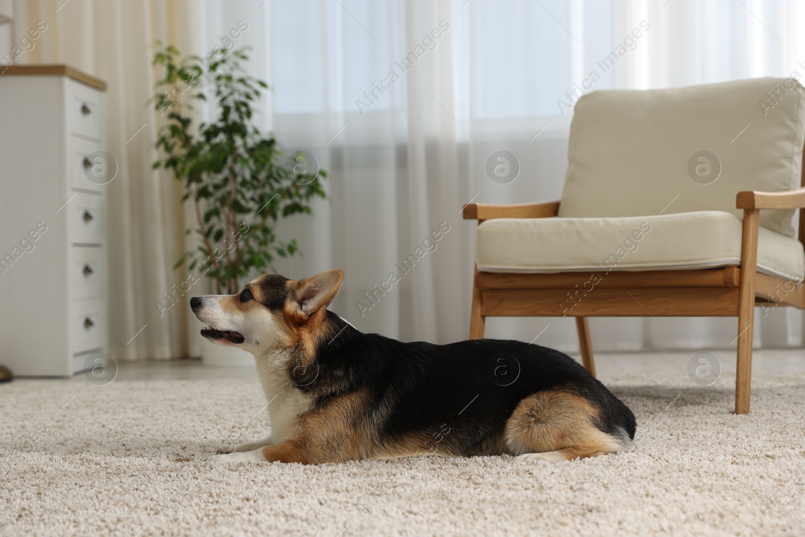 Cute Welsh Corgi at home. Lovely pet Photo of Cute Welsh Corgi at home. Lovely pet