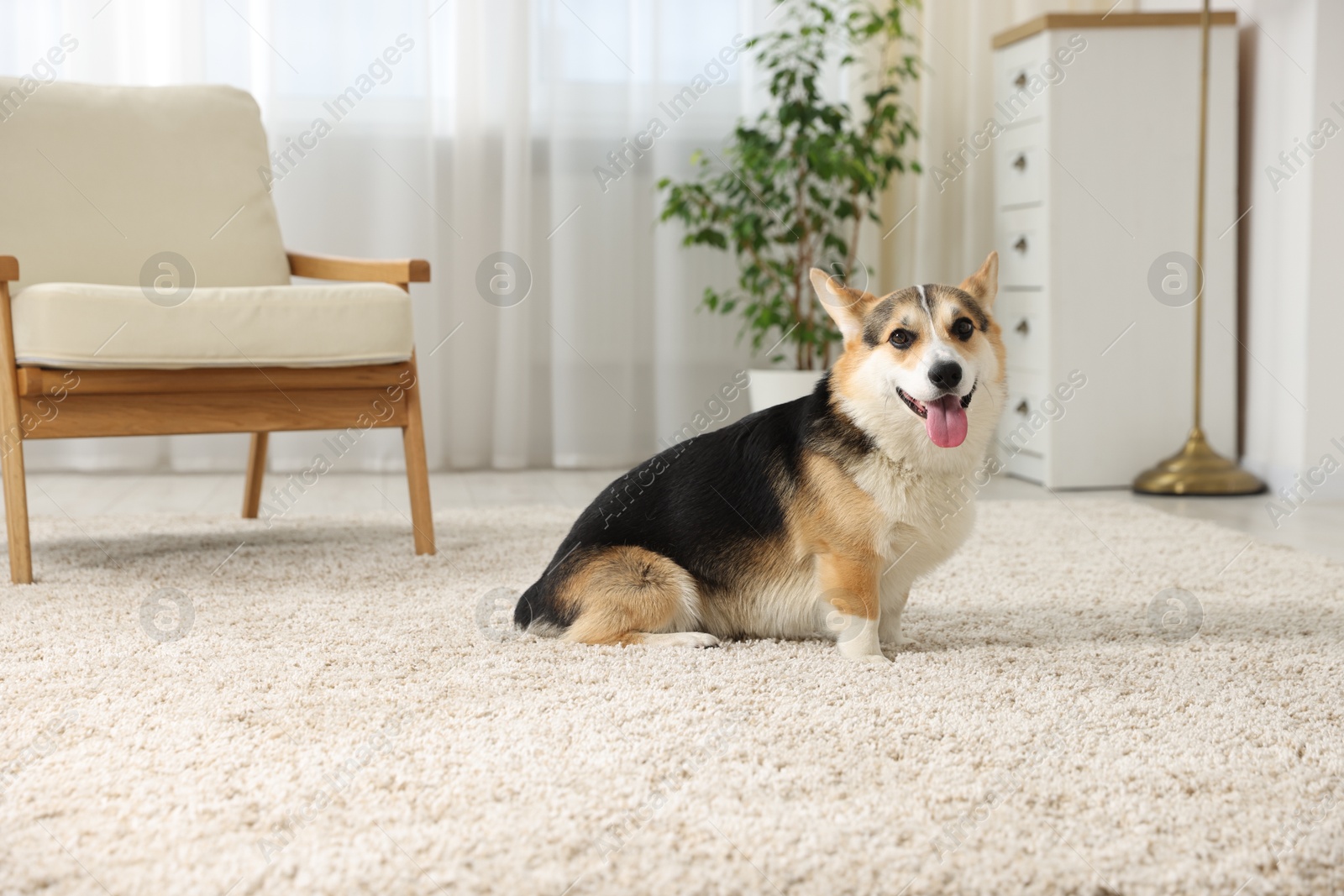 Photo of Cute Welsh Corgi at home. Lovely pet