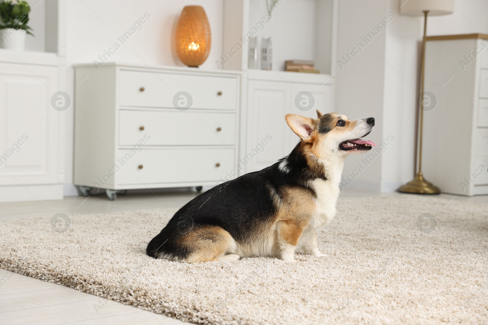 Cute Welsh Corgi at home. Lovely pet Photo of Cute Welsh Corgi at home. Lovely pet