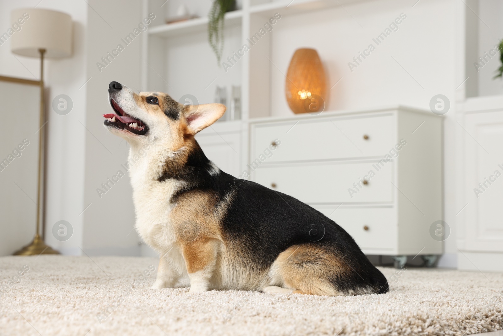 Photo of Cute Welsh Corgi at home. Lovely pet