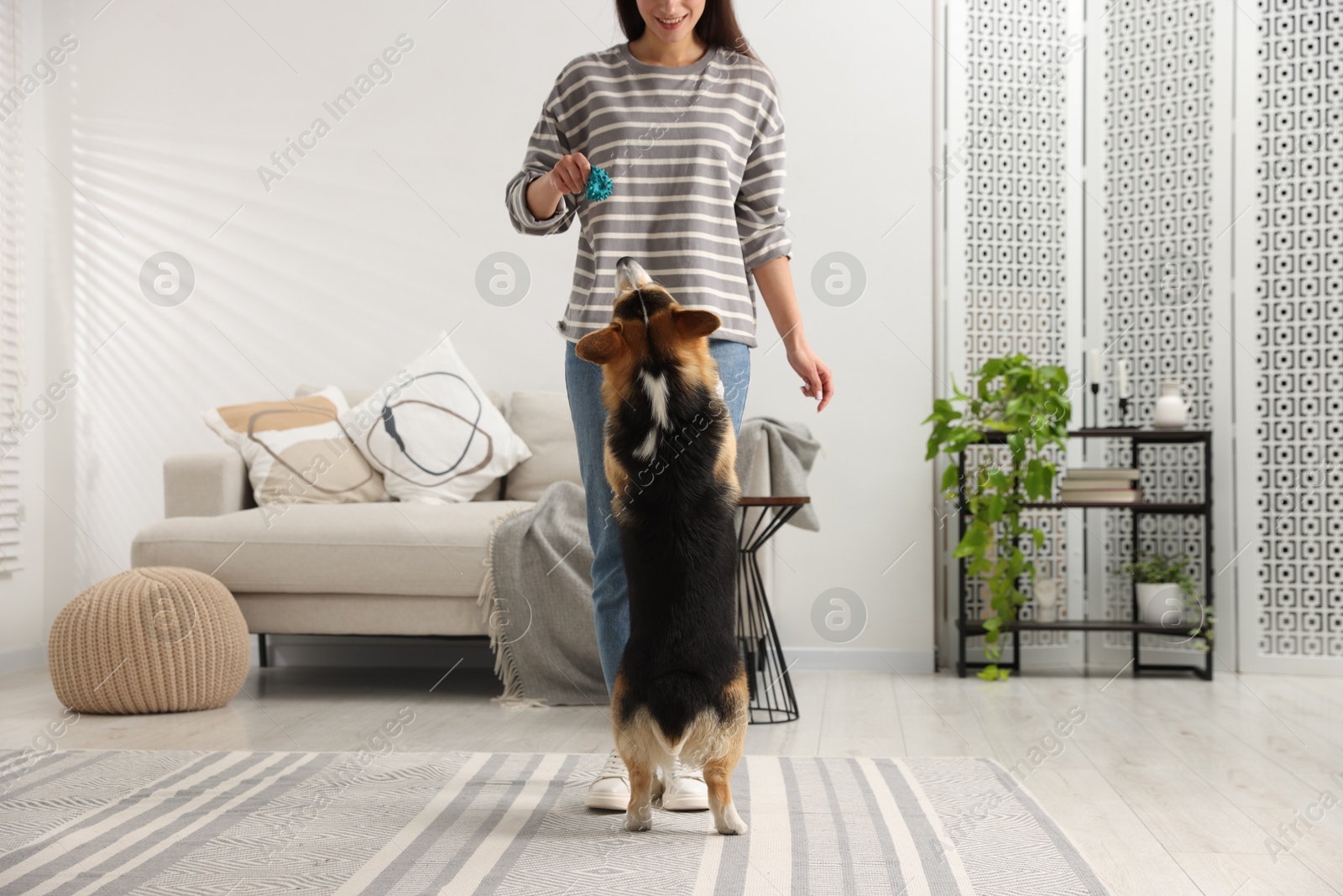 Woman with toy training her dog at home, closeup Photo of Woman with toy training her dog at home, closeup