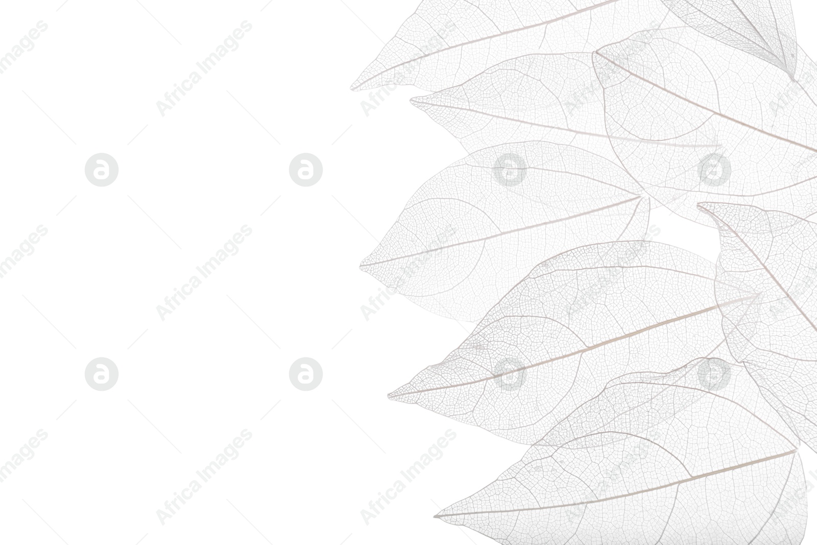 Beautiful skeletonized leaves isolated on white, top view Photo of Beautiful skeletonized leaves isolated on white, top view
